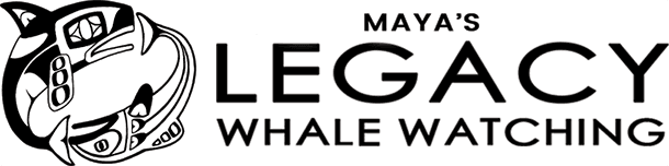 Maya's Legacy Whale Watching header